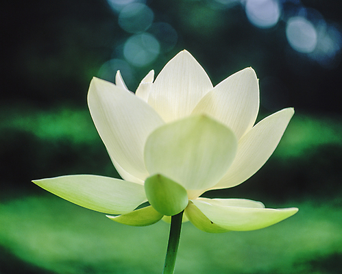 포토 JPG 주간 자연 연꽃 풍경 사람없음 야외 아웃포커스 연잎 국내포토 자연요소 꽃 잎 촬영기법 생태계 파일형식