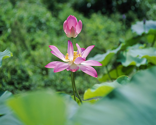 포토 JPG 주간 자연 연꽃 풍경 사람없음 야외 아웃포커스 연잎 국내포토 자연요소 꽃 잎 촬영기법 생태계 파일형식