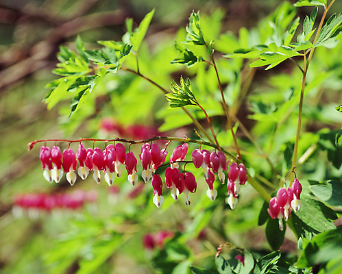 포토 JPG 주간 줄기 잎 자연 풍경 사람없음 야외 아웃포커스 금낭화 국내포토 자연요소 식물 꽃 촬영기법 생태계 파일형식