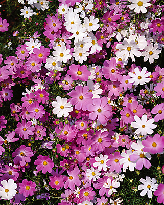 포토 JPG 주간 꽃밭 자연 풍경 사람없음 야외 코스모스 국내포토 자연요소 꽃 생태계 파일형식