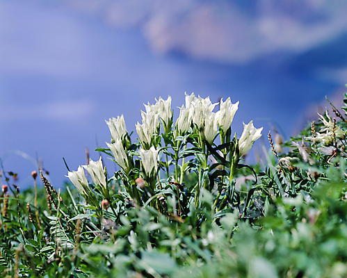 포토 JPG 주간 꽃 자연 하늘 풍경 사람없음 야외 아웃포커스 국내포토 자연요소 식물 촬영기법 생태계 파일형식