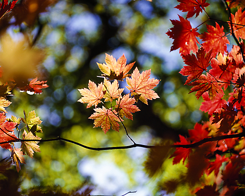 포토 JPG 주간 단풍 자연 단풍나무 풍경 사람없음 야외 아웃포커스 나뭇가지 국내포토 자연요소 나무 잎 촬영기법 생태계 파일형식