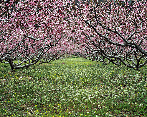 포토 JPG 주간 자연 풍경 사람없음 야외 들꽃 숲 복사꽃 복사나무 국내포토 자연요소 나무 꽃 생태계 파일형식