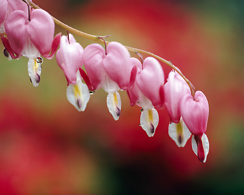 포토 JPG 주간 자연 풍경 사람없음 야외 아웃포커스 이슬 금낭화 국내포토 자연요소 꽃 촬영기법 생태계 파일형식