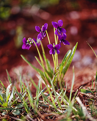 포토 JPG 주간 자연 풍경 사람없음 야외 아웃포커스 제비꽃 땅바닥 국내포토 자연요소 꽃 바닥 촬영기법 생태계 파일형식
