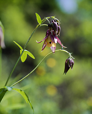 포토 JPG 주간 줄기 잎 자연 풍경 사람없음 야외 아웃포커스 매발톱꽃 국내포토 자연요소 식물 꽃 촬영기법 생태계 파일형식