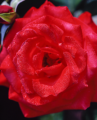 포토 JPG 주간 자연 풍경 근접촬영 사람없음 야외 장미 국내포토 자연요소 꽃 뷰포인트 생태계 파일형식