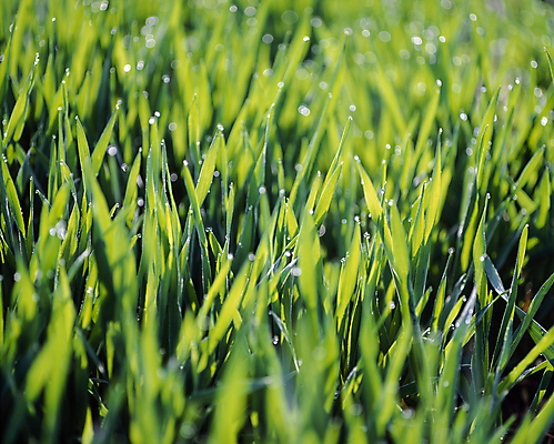 포토 JPG 주간 자연 풍경 초원 사람없음 야외 아웃포커스 풀 국내포토 자연요소 식물 촬영기법 생태계 파일형식