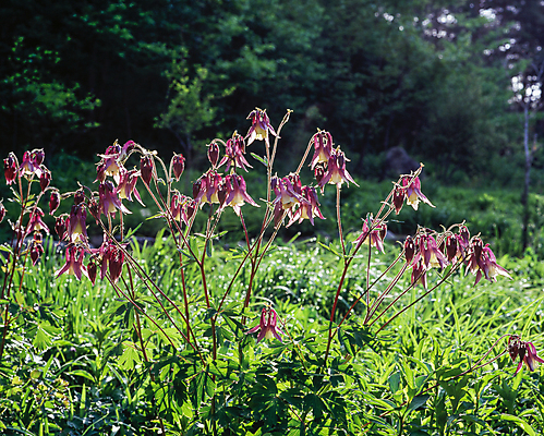 포토 JPG 주간 나무 자연 풍경 사람없음 야외 풀 숲 매발톱꽃 국내포토 자연요소 식물 꽃 생태계 파일형식