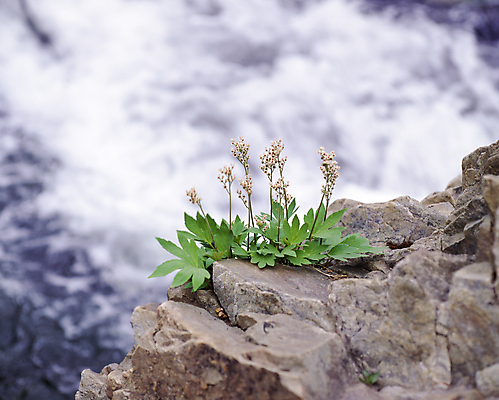 포토 JPG 주간 자연 풍경 사람없음 야외 아웃포커스 들꽃 바위 국내포토 자연요소 꽃 촬영기법 돌_바위 생태계 파일형식