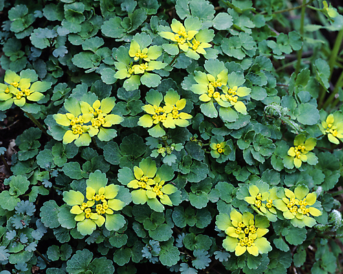 포토 JPG 주간 잎 자연 풍경 사람없음 야외 들꽃 국내포토 자연요소 식물 꽃 생태계 파일형식