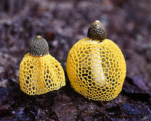 포토 JPG 주간 자연 풍경 사람없음 아웃포커스 흙 땅 노란망태버섯 국내포토 자연요소 촬영기법 버섯 생태계 파일형식