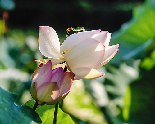포토 JPG 주간 곤충 자연 연꽃 풍경 사람없음 야외 아웃포커스 연잎 국내포토 자연요소 동물 꽃 잎 촬영기법 생태계 파일형식