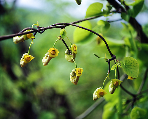 포토 JPG 주간 열매 자연 풍경 사람없음 야외 아웃포커스 나뭇가지 덩굴 국내포토 자연요소 나무 식물 촬영기법 생태계 파일형식