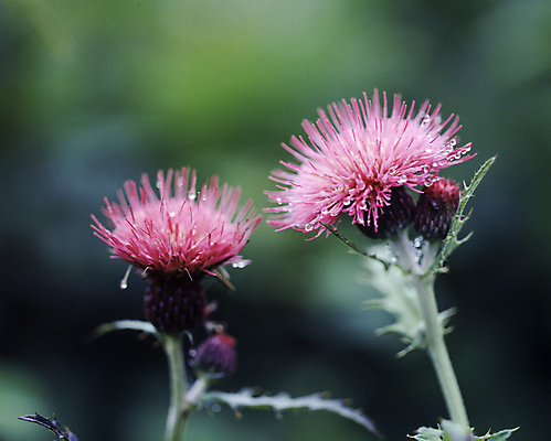 포토 JPG 주간 줄기 잎 자연 풍경 사람없음 야외 아웃포커스 엉겅퀴 국내포토 자연요소 식물 꽃 촬영기법 생태계 파일형식