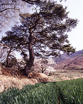 포토 JPG 주간 자연 풍경 초원 사람없음 야외 소나무 숲 국내포토 자연요소 나무 생태계 파일형식