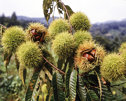 포토 JPG 주간 잎 자연 풍경 사람없음 야외 아웃포커스 나뭇가지 밤 밤송이 밤나무 국내포토 자연요소 나무 식물 촬영기법 견과류 밤_견과류 생태계 파일형식
