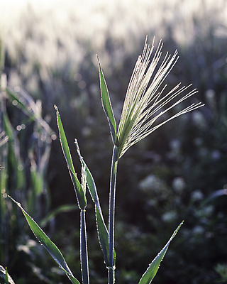 포토 JPG 주간 식물 줄기 잎 자연 사람없음 야외 아웃포커스 국내포토 자연요소 촬영기법 생태계 파일형식