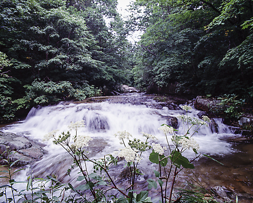 포토 JPG 주간 나무 자연 풍경 사람없음 야외 계곡 들꽃 숲 국내포토 자연요소 식물 꽃 생태계 파일형식