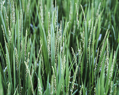 포토 JPG 주간 잎 자연 사람없음 야외 아웃포커스 들꽃 국내포토 자연요소 식물 꽃 촬영기법 생태계 파일형식