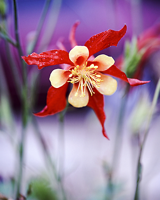 포토 JPG 주간 자연 근접촬영 사람없음 야외 아웃포커스 들꽃 국내포토 자연요소 꽃 뷰포인트 촬영기법 생태계 파일형식