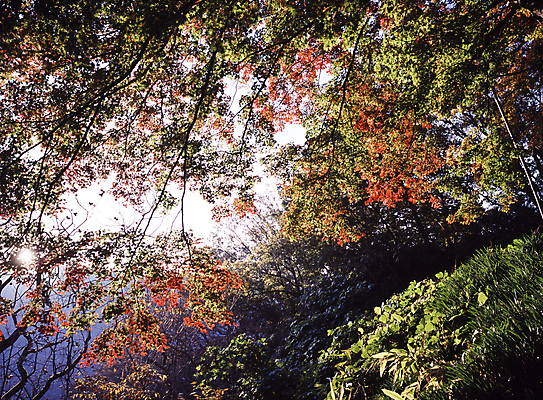 포토 JPG 주간 꽃 단풍 자연 단풍나무 풍경 사람없음 야외 가을 숲 국내포토 자연요소 나무 식물 계절 잎 생태계 파일형식