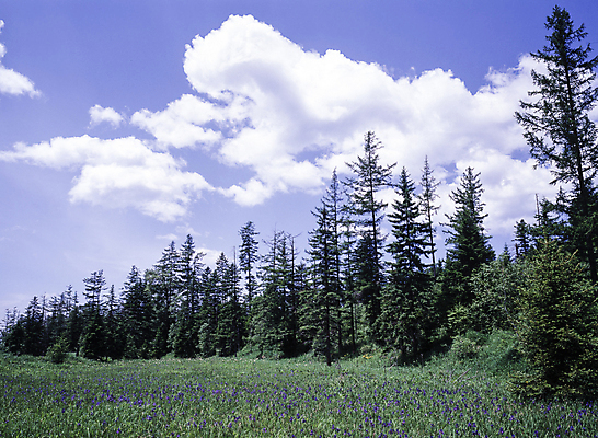 포토 JPG 주간 나무 구름 자연 하늘 풍경 초원 사람없음 야외 들꽃 숲 국내포토 자연요소 식물 꽃 생태계 파일형식
