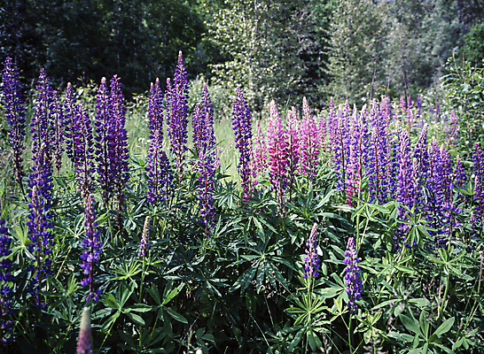 포토 JPG 주간 잎 꽃밭 자연 풍경 사람없음 야외 루핀꽃 국내포토 자연요소 식물 꽃 생태계 파일형식