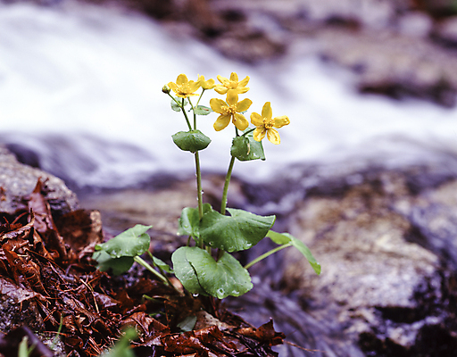 포토 JPG 주간 자연 풍경 사람없음 야외 아웃포커스 계곡 바위 동의나물 국내포토 자연요소 꽃 촬영기법 돌_바위 생태계 파일형식