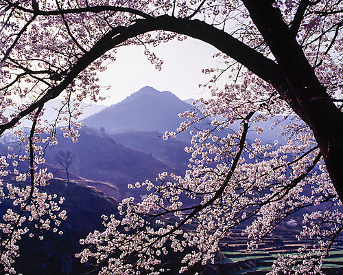 포토 JPG 주간 나무 자연 하늘 산 풍경 사람없음 야외 벚꽃 나뭇가지 벚나무 산등성이 국내여행 국내포토 자연요소 식물 꽃 여행 생태계 파일형식