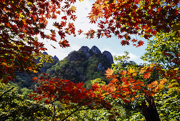 포토 JPG 주간 나무 자연 하늘 단풍나무 산 한국 풍경 사람없음 야외 나뭇가지 숲 국내여행 국내포토 자연요소 식물 아시아 여행 단풍 생태계 파일형식