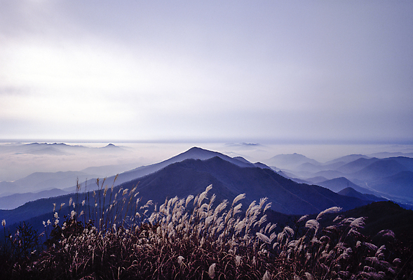 포토 JPG 주간 자연 하늘 산 한국 갈대 풍경 사람없음 야외 산등성이 갈대밭 운해 국내여행 국내포토 자연요소 식물 아시아 여행 생태계 파일형식 갈대_식물 구름_자연