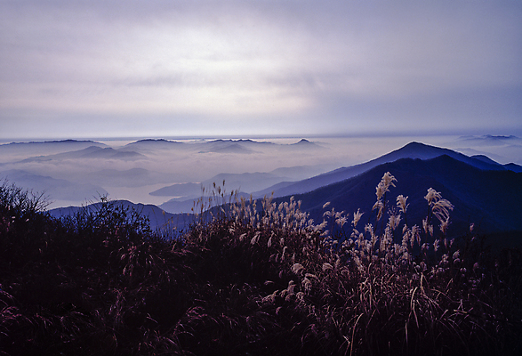 포토 JPG 주간 구름 자연 하늘 산 한국 갈대 풍경 사람없음 야외 운해 국내여행 국내포토 자연요소 식물 아시아 여행 생태계 파일형식 구름_자연
