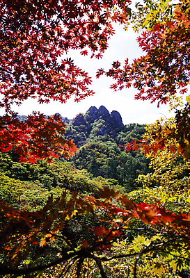 포토 JPG 주간 나무 단풍 자연 산 한국 풍경 사람없음 야외 나뭇가지 국내여행 국내포토 자연요소 식물 아시아 여행 잎 생태계 파일형식