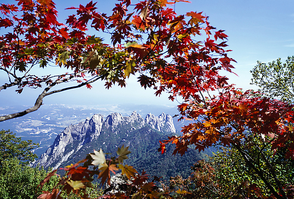 포토 JPG 주간 단풍 자연 하늘 단풍나무 바위산 풍경 사람없음 야외 가을 바위 나뭇가지 설악산 국내포토 자연요소 나무 계절 잎 산 돌_바위 돌산 생태계 인제 파일형식