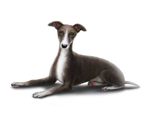 PSD 한마리 반려견 일러스트 그림자 앉기 사람없음 반려동물 개 강아지 그레이하운드 국내일러스트 동물 1 포유류 모션 하운드 파일형식