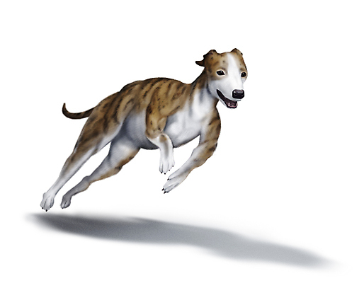 PSD 한마리 반려견 일러스트 그림자 사람없음 반려동물 달리기 점프 개 강아지 그레이하운드 국내일러스트 동물 1 포유류 모션 하운드 파일형식