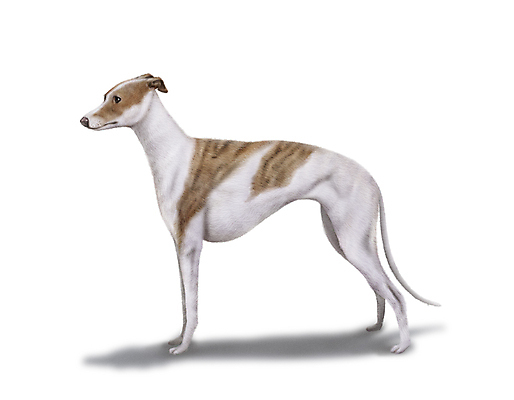 PSD 한마리 반려견 일러스트 그림자 서기 사람없음 반려동물 개 강아지 그레이하운드 국내일러스트 동물 1 포유류 모션 하운드 파일형식