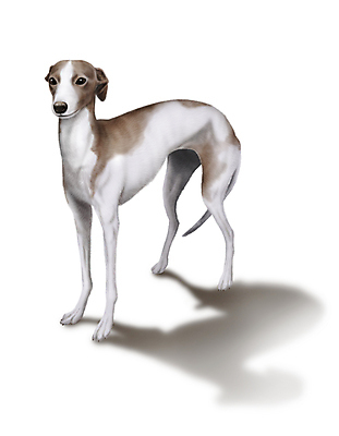 PSD 한마리 반려견 일러스트 그림자 서기 사람없음 반려동물 개 강아지 그레이하운드 국내일러스트 동물 1 포유류 모션 하운드 파일형식