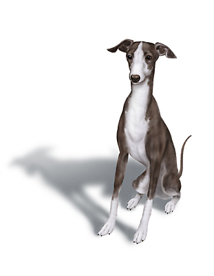 PSD 한마리 반려견 일러스트 그림자 앉기 사람없음 반려동물 개 강아지 그레이하운드 국내일러스트 동물 1 포유류 모션 하운드 파일형식