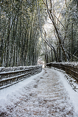 포토 JPG 주간 겨울 풍경 사람없음 야외 울타리 산책로 눈 전라남도 대나무 대나무숲 담양 소쇄원 겨울풍경 눈덮임 국내포토 자연요소 나무 계절 길 컨셉 날씨 담장 숲 전라도 명승지 파일형식