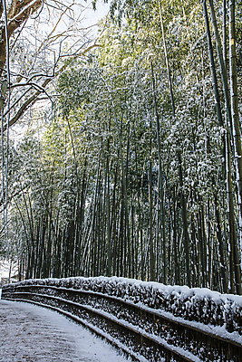 포토 JPG 주간 겨울 풍경 사람없음 야외 울타리 산책로 눈 전라남도 대나무 대나무숲 담양 소쇄원 쌓인눈 겨울풍경 눈덮임 국내포토 자연요소 나무 계절 길 컨셉 날씨 담장 숲 전라도 명승지 파일형식