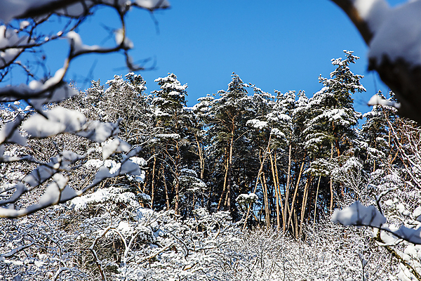 포토 JPG 주간 겨울 하늘 풍경 사람없음 야외 맑음 나뭇가지 눈 소나무 소프트포커스 전라남도 담양 소쇄원 겨울풍경 눈덮임 국내포토 자연요소 나무 계절 컨셉 날씨 촬영기법 전라도 명승지 파일형식