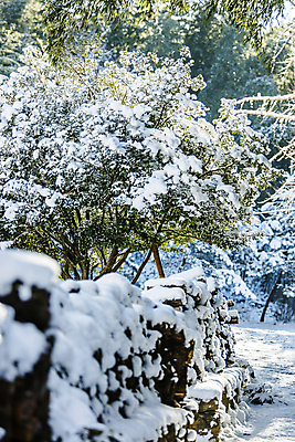 포토 JPG 주간 나무 겨울 돌담 풍경 사람없음 야외 눈 소프트포커스 전라남도 담양 소쇄원 겨울풍경 눈덮임 국내포토 자연요소 식물 계절 컨셉 날씨 촬영기법 담장 돌_바위 전라도 명승지 파일형식