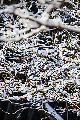 포토 JPG 주간 겨울 눈꽃 풍경 사람없음 야외 나뭇가지 눈 소프트포커스 전라남도 담양 소쇄원 겨울풍경 눈덮임 국내포토 자연요소 나무 계절 컨셉 날씨 눈_날씨 촬영기법 전라도 명승지 파일형식