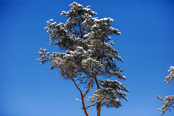 포토 JPG 주간 겨울 하늘 풍경 사람없음 야외 맑음 눈 소나무 전라남도 담양 소쇄원 겨울풍경 국내포토 자연요소 나무 계절 날씨 전라도 명승지 파일형식