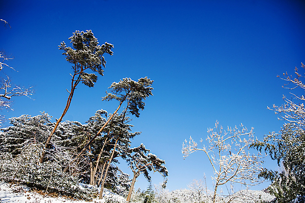 포토 JPG 주간 겨울 하늘 풍경 사람없음 야외 맑음 눈 소나무 전라남도 담양 소쇄원 겨울풍경 국내포토 자연요소 나무 계절 날씨 전라도 명승지 파일형식