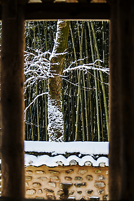포토 JPG 주간 겨울 풍경 사람없음 야외 눈 소나무 전라남도 대나무 대나무숲 담양 소쇄원 쌓인눈 기와담장 겨울풍경 눈덮임 국내포토 자연요소 나무 계절 컨셉 날씨 기와 담장 숲 전라도 명승지 파일형식