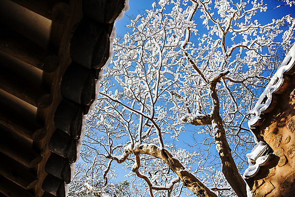 포토 JPG 주간 로우앵글 겨울 하늘 풍경 사람없음 야외 맑음 눈 소나무 전라남도 담양 소쇄원 기와담장 겨울풍경 국내포토 자연요소 나무 계절 뷰포인트 날씨 기와 담장 전라도 명승지 파일형식