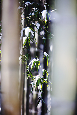 포토 JPG 주간 겨울 풍경 사람없음 야외 아웃포커스 눈 틈 소프트포커스 전라남도 대나무 담양 대나무잎 소쇄원 겨울풍경 국내포토 자연요소 나무 계절 잎 날씨 촬영기법 전라도 명승지 파일형식
